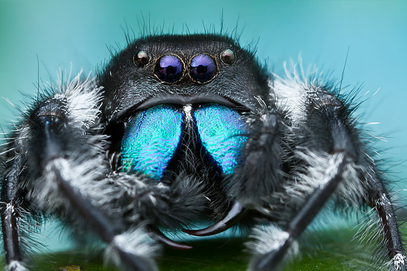 Bold Jumping Spider - Phidippus audax