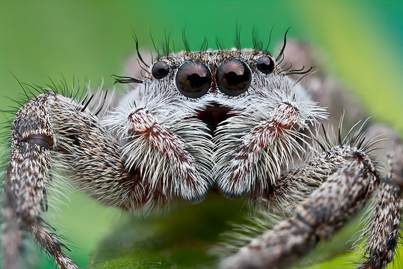 Jumping Spider - Platycryptus undatus