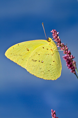 Cloudless Sulphur - Phoebis sennae