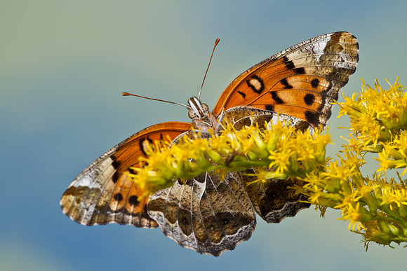 Variegated Fritillary - Euptoieta claudia