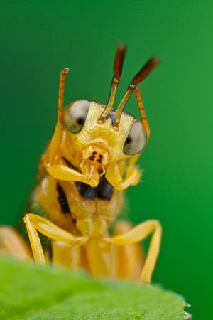 Chalcid Wasp - Conura igneoides