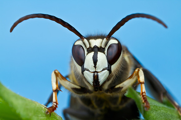 Bald-faced Hornet - Dolichovespula maculata