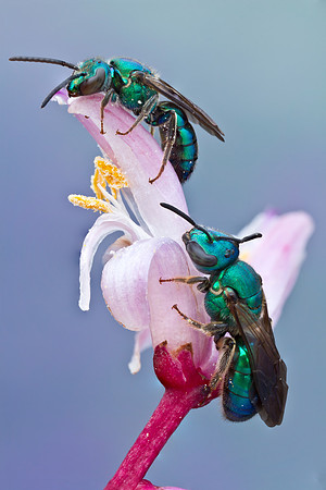 Sweat Bees - Augochloropsis metallica