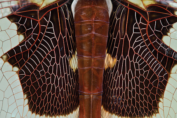 Red Saddlebags - Tramea onusta