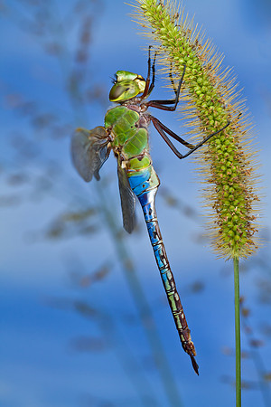 Common Green Darner - Anax junius