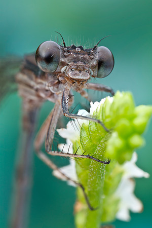 Variable Dancer - Argia fumipennis