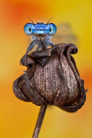 Familiar Bluet - Enallagma cilvile