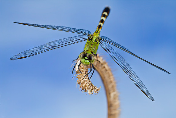 Eastern Pondhawk - Erythemis simplicicollis