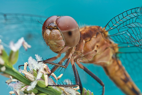 Little Blue Dragonlet - Erythrodiplax minuscula