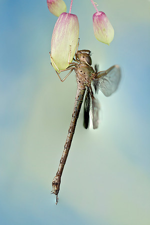 Twilight Darner - Gynacantha nervosa