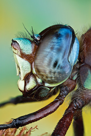 Cyrano Darner - Nasiaeschna pentacantha