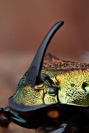 Rainbow Scarab - Phanaeus vindex