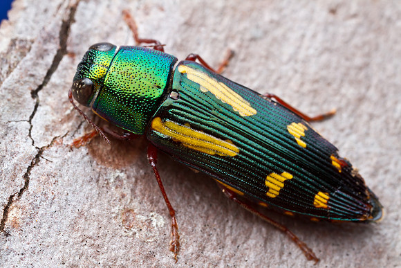 Red-legged Buprestid - Buprestis rufipes