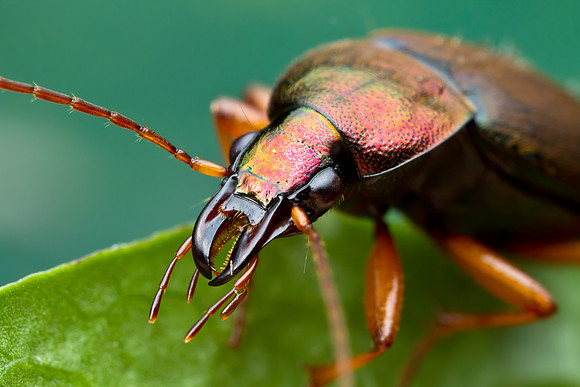 Vivid Metallic Ground Beetle - Chlaenius emarginatus