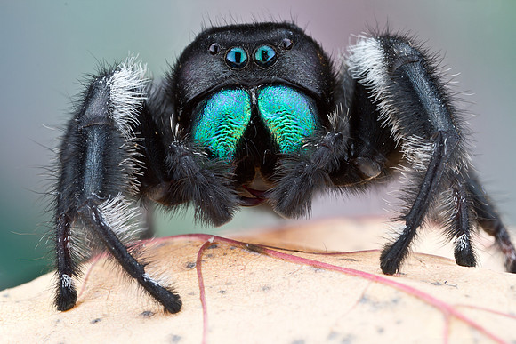 Regal Jumping Spider - Phidippus regius