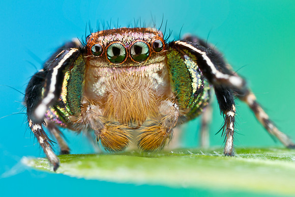 Jumping Spider - Habronattus hallani