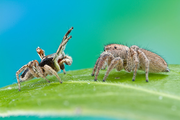 Jumping Spider - Habronattus pyrrithrix