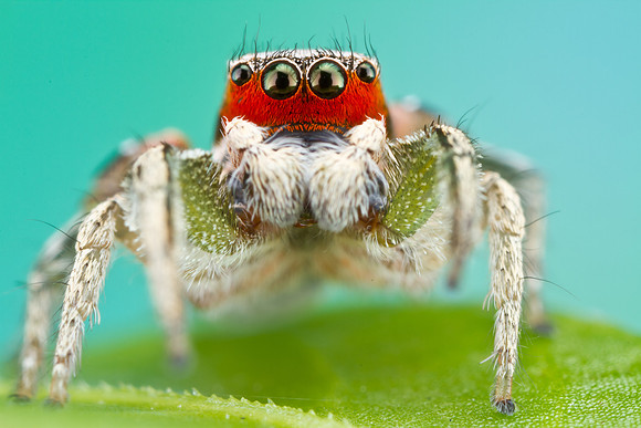Jumping Spider - Habronattus pyrrithrix