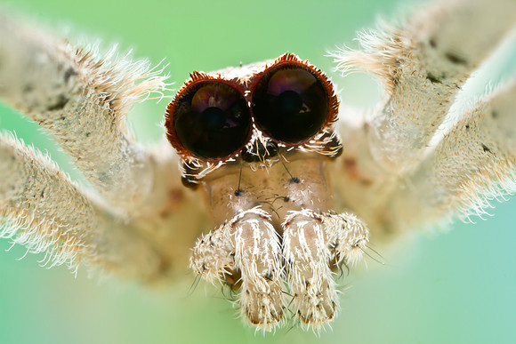 Ogrefaced Spider - Deinopis spinosa