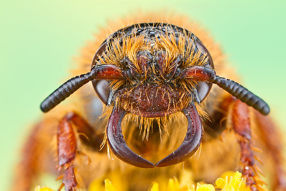Scoliid Wasp - Crioscolia alcione