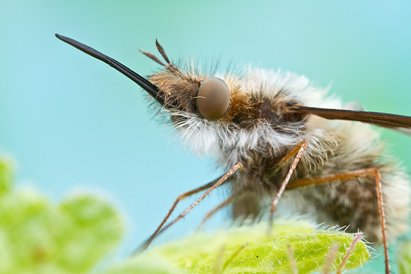 Bee Fly - Bombylius sp.
