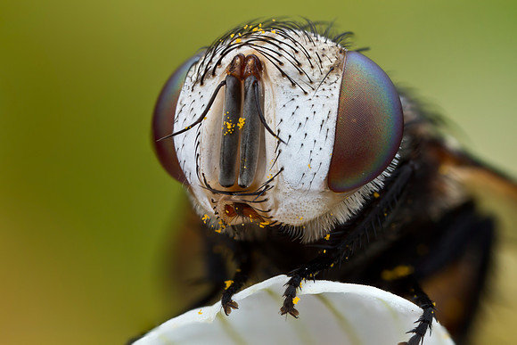 Tachinid fly - Belvosia sp.