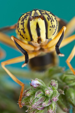 Syrphid Fly - Spilomyia longicornis