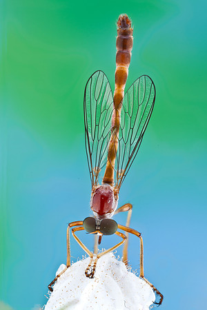 Robber Fly - Tipulogaster glabrata