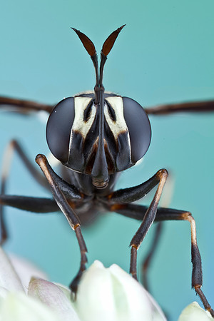 Thick-headed Fly - Physocephala tibialis