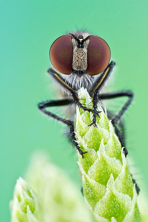 Robber fly - Asilidae