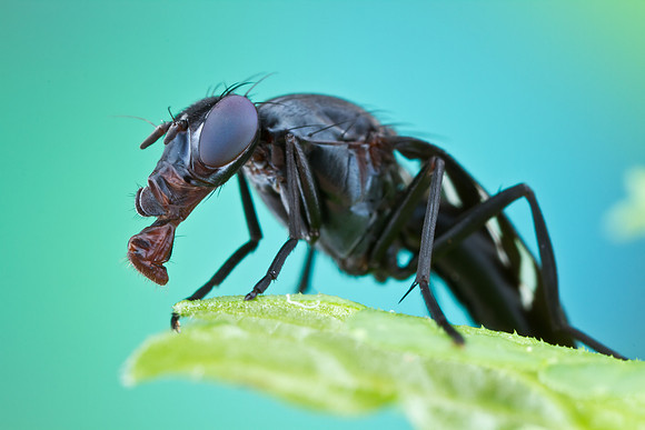 Black Onion Fly - Tritoxa flexa