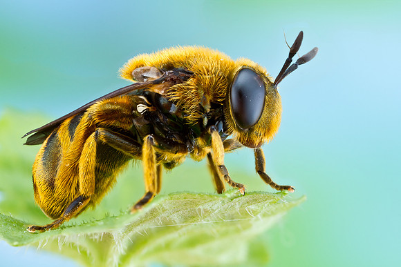 Syrphid Fly - Microdon sp.
