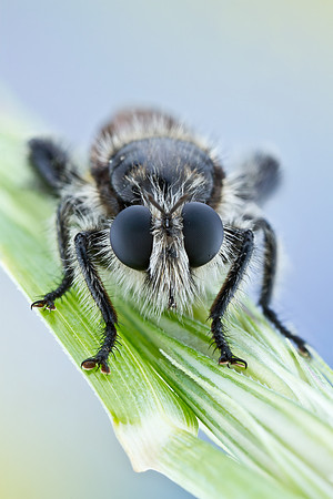 Robber Fly - Asilidae