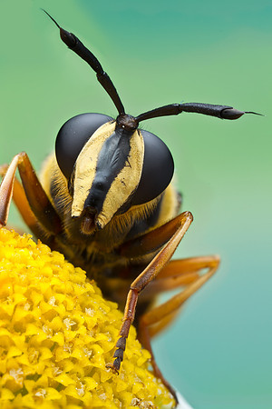 Syrphid Fly - Sphecomyia vittata
