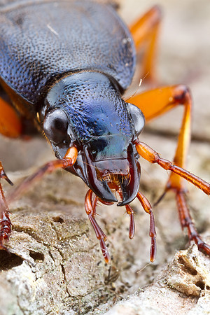 Vivid Metallic Ground Beetle - Chlaenius laticollis
