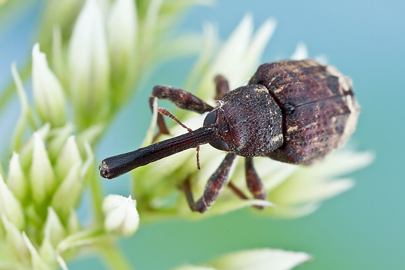 Snout Weevil - Conotrachelus sp.