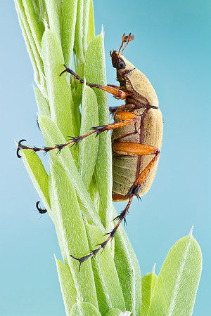 Rose Chafer - Macrodactylus subspinosus