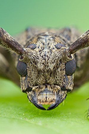 Longhorned Beelte - Cerambycidae