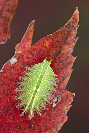 Crowned Slug Caterpillar - Isa textula