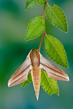 Tersa Sphinx - Xylophanes tersa