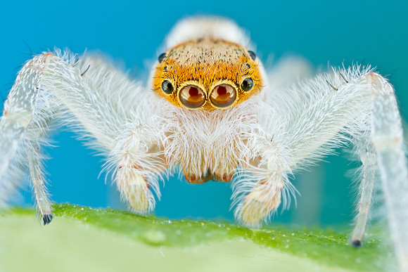 Jumping Spider - Hentzia mitrata