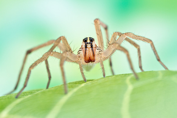Rabid Wold Spider - Rabidosa rabida