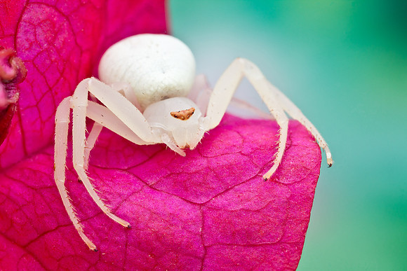 Goldenrod Crab Spider - Misumena vatia