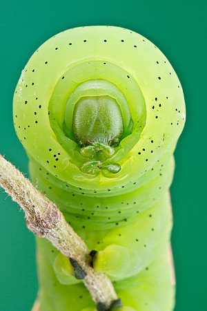 Pandorus Sphinx - Eumorpha pandorus