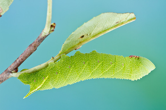 Small-eyed Sphinx - Paonias myops