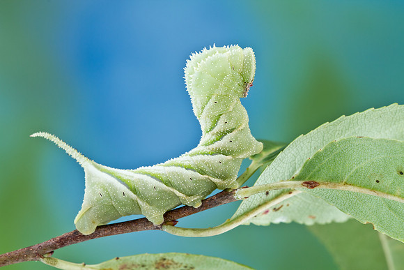 Blinded sphinx - Paonias excaecatus