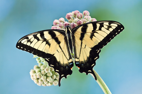 Eastern Tiger Swallowtail - Papilio glaucus