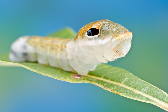 Spicebush Swallowtail - Papilio troilus