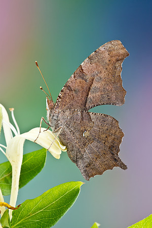 Question Mark - Polygonia interrogationis