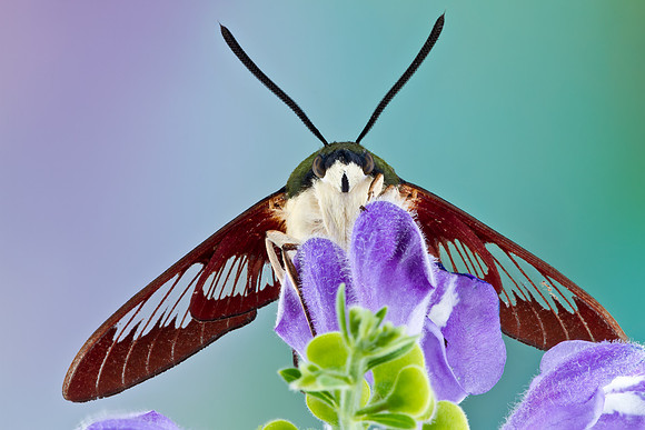 Hummingbird Clearwing - Hemaris thysbe